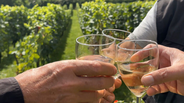 Seine-et-Marne : pour la première fois dans la région, le vin d'une commune récolte l'IGP