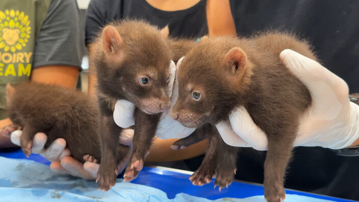 Zoo de Thoiry : dans les coulisses des premiers soins des bébés chiens des buissons
