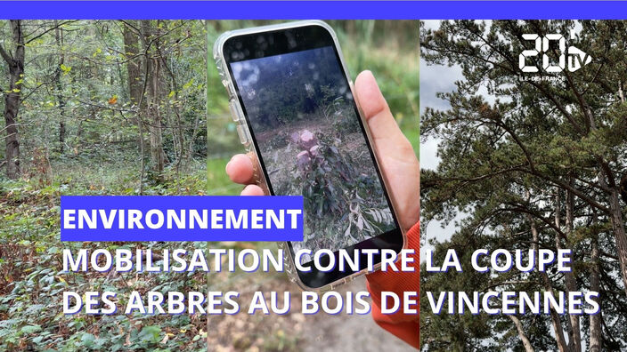 Bois de Vincennes : mobilisation contre la coupe des arbres