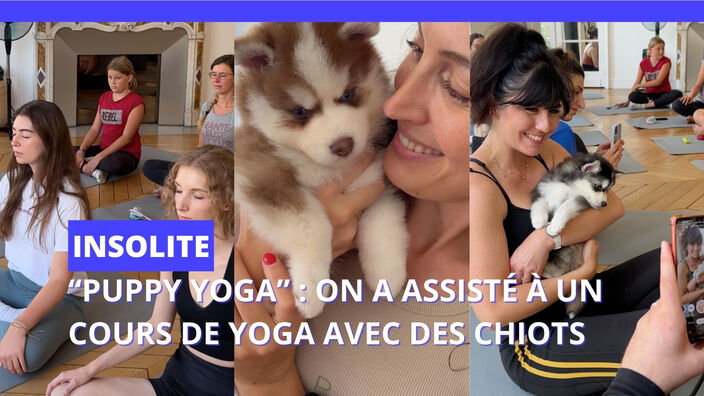 On a assisté à un cours de yoga avec des chiots