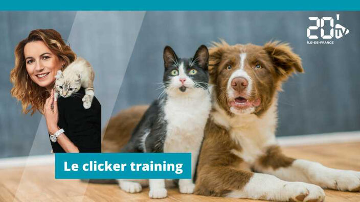 Le clicker training