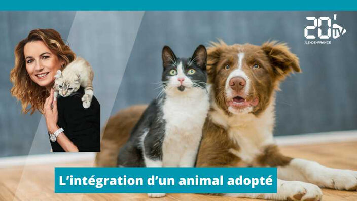 L'intégration d'un animal adopté