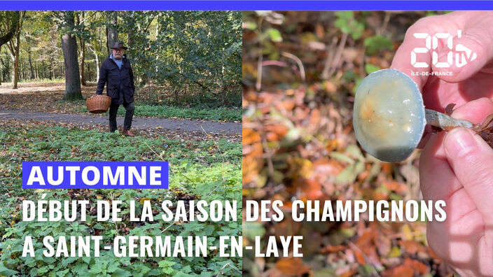 Saint-Germain-en-Laye : début de la saison des champignons