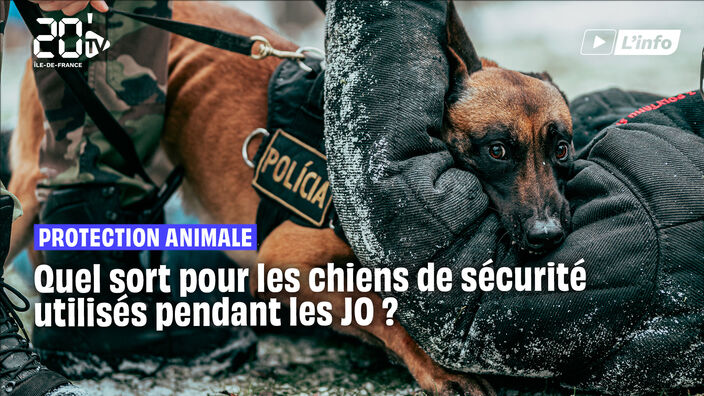 JO 2024 : la Fondation Brigitte Bardot appelle à protéger les chiens de sécurité