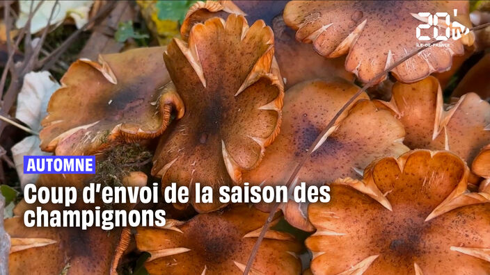 Champignons, de la cuillette à l'assiette !