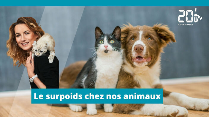 Le surpoids chez nos animaux