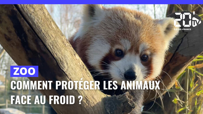 Zoo : Comment protéger les animaux face au froid ?