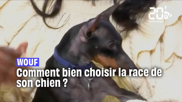 Adopter un chien : Comment choisir celui qui nous convient le mieux ?