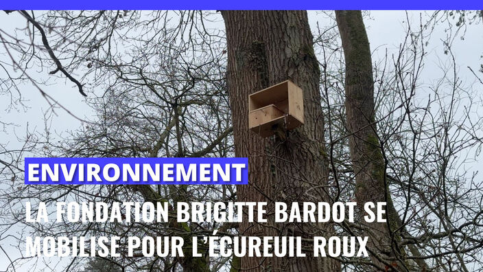La Fondation Brigitte Bardot se mobilise pour la défense des écureuils roux