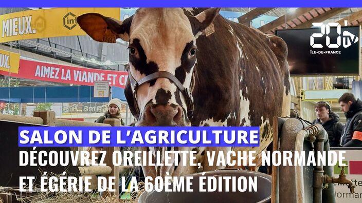 Salon de l'Agriculture 2024 : voici Oreillette, vache normande et star de la 60ème édition