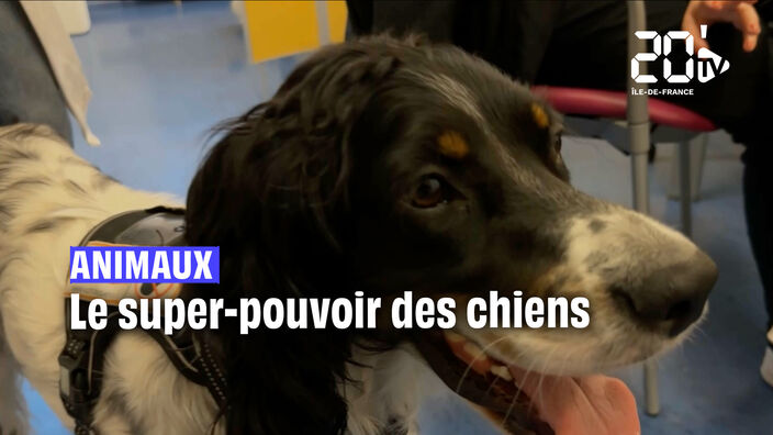 L' évolution des conditions de vie de nos animaux de compagnie