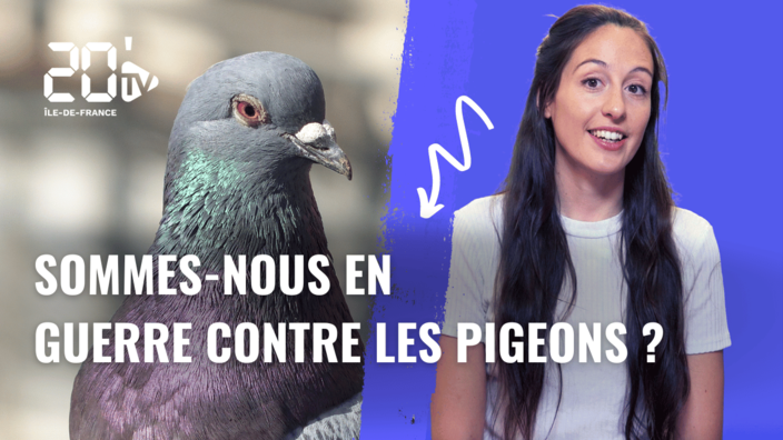 Sommes-nous en guerre contre les pigeons ?