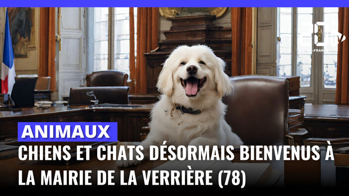 Chiens et chats désormais bienvenus à la mairie de La Verrière