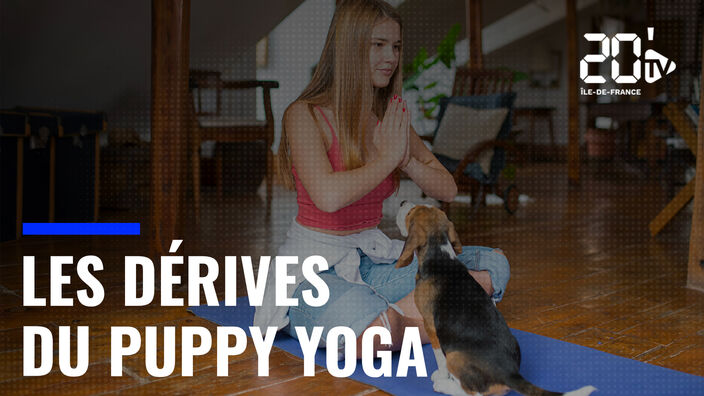 Le puppy yoga : les chiots sont-ils bien traités ?