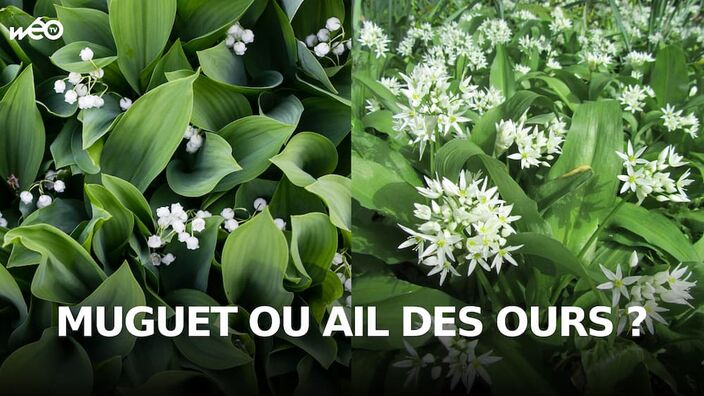 Le muguet et l'ail des ours sont souvent confondus. Nos astuces pour ne pas se tromper.