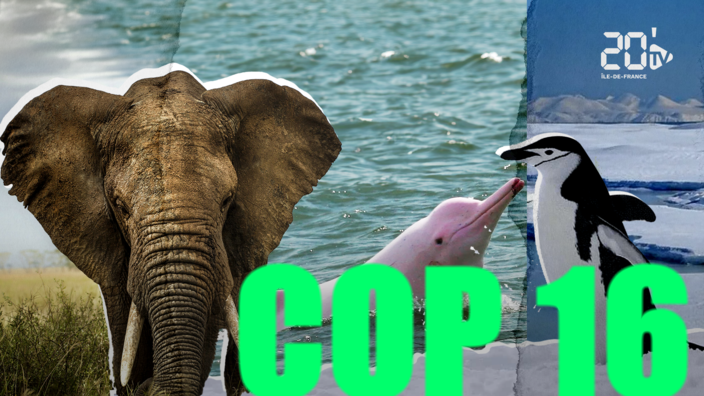COP16 : 73% des vertébrés sont en déclins... mais on peut encore les sauver !