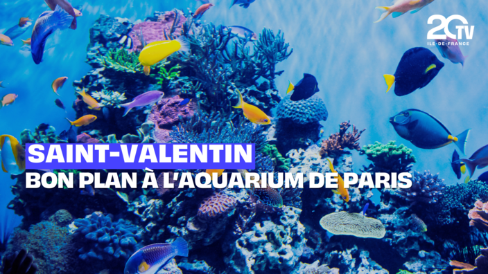 Bon plan aquarium pour la Saint-Valentin