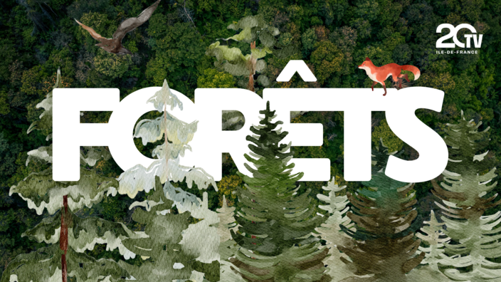 Connaissez-vous l'effet éponge des forêts ?