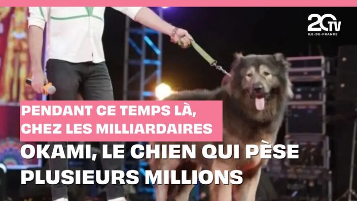 Okami, le chien qui pèse plusieurs millions : bienvenue chez les milliardaires