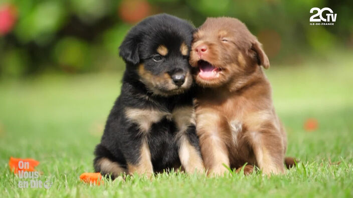 Tout pour mon toutou : on vous en dit plus sur le business animal