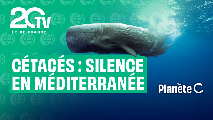 Reportage : Cétacés, Silence en Méditerranée 