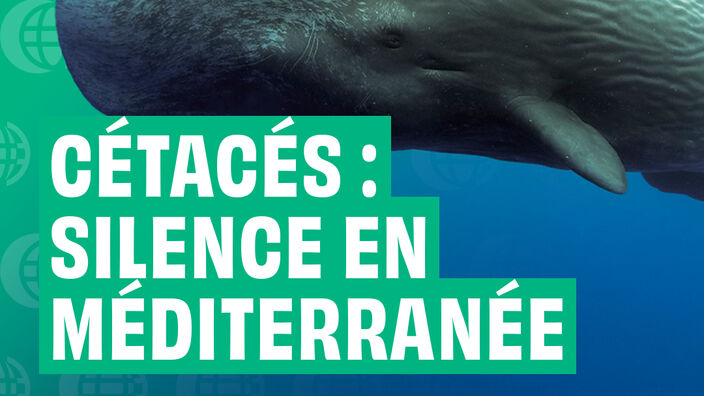 Cétacés : Silence en Méditerranée - Version RS