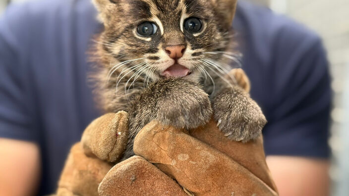 Mignons mais menacés : Les chats pêcheurs du zoo de La Flèche