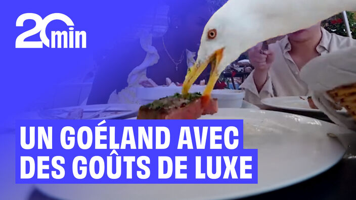 Un goéland avec des goûts de luxe