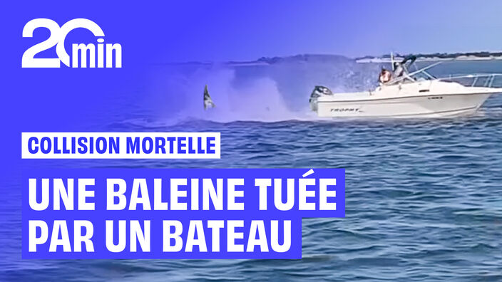 Un homme à la mer à cause d’une collision avec une baleine