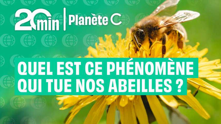 Quel est ce phénomène qui tue nos abeilles en masse ? 
